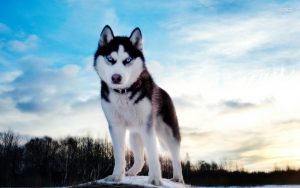 husky-wallpaper