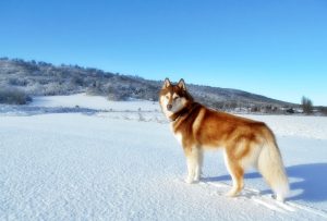 siberian-husky