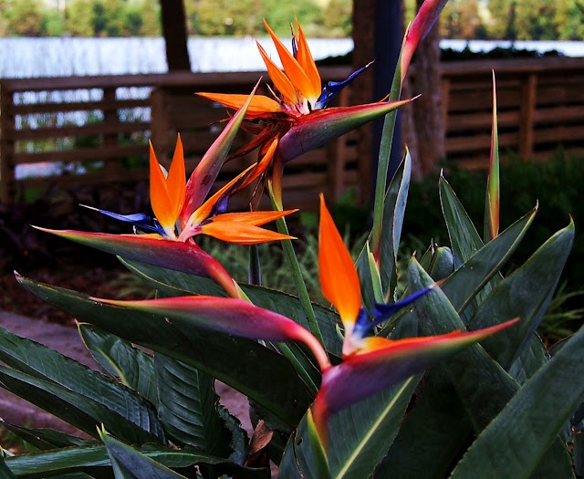 Birds of Paradise (Strelitzia)