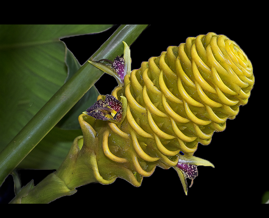 Beehive Ginger (Zingiber spectabile)