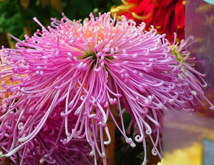 Spider Chrysanthemum (Chrysanthemum morifolium)