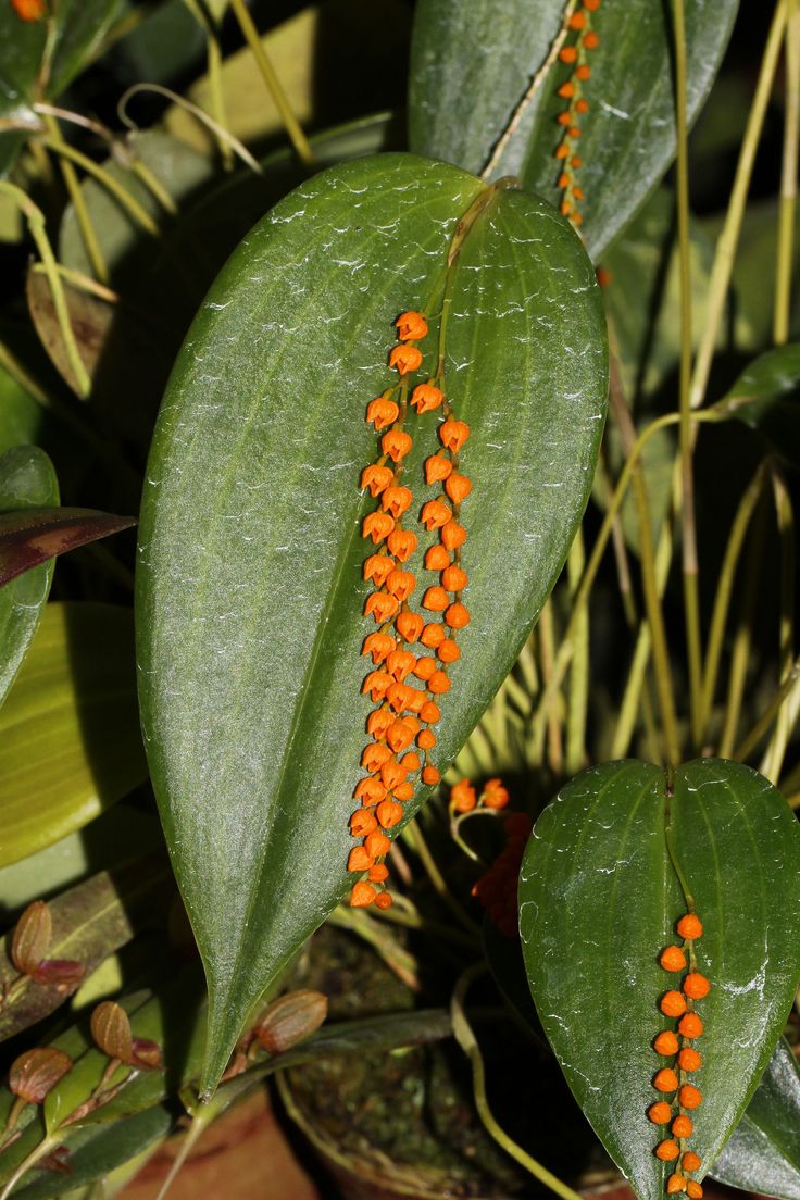 Pleurothallis truncata