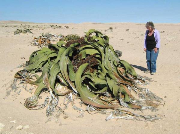 Welwitschia (Welwitschia mirabilis)