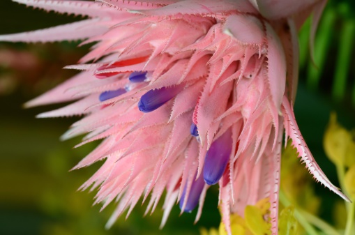 Silver Vase (Aechmea fasciata)