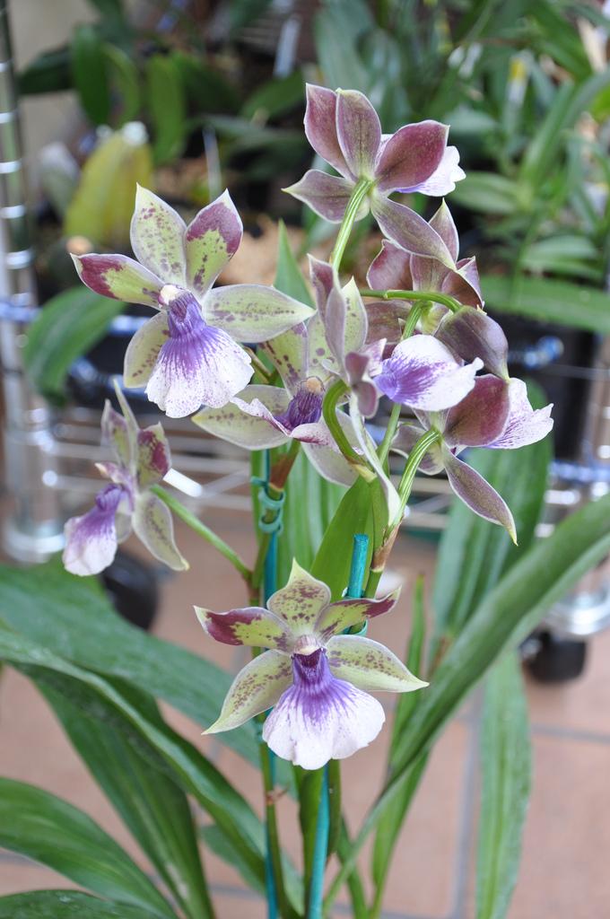 17. Angel Orchid (Zygopetalum rhein)