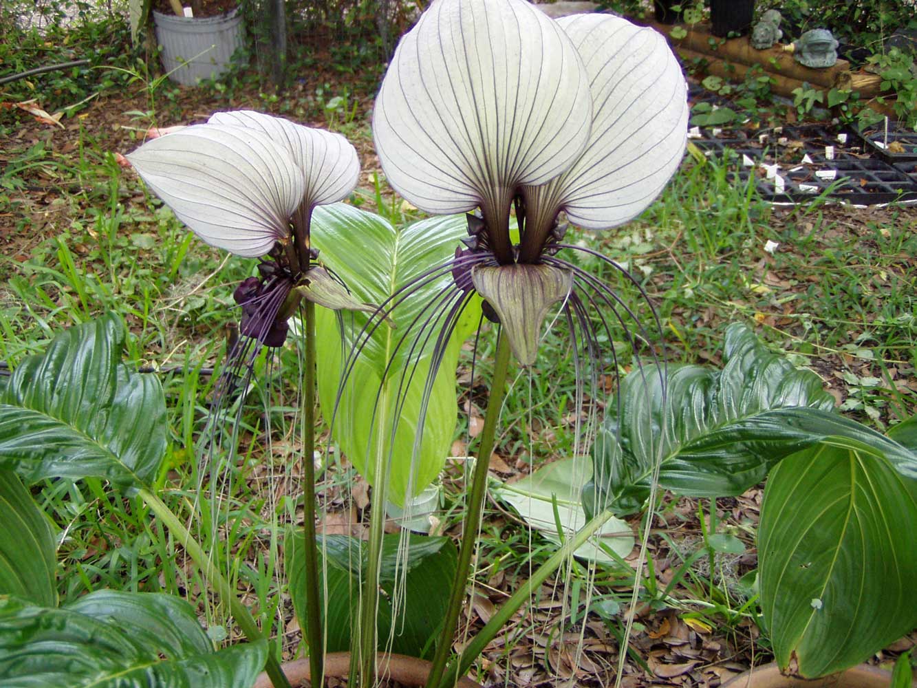 Bat plant (Tacca integrifolia)