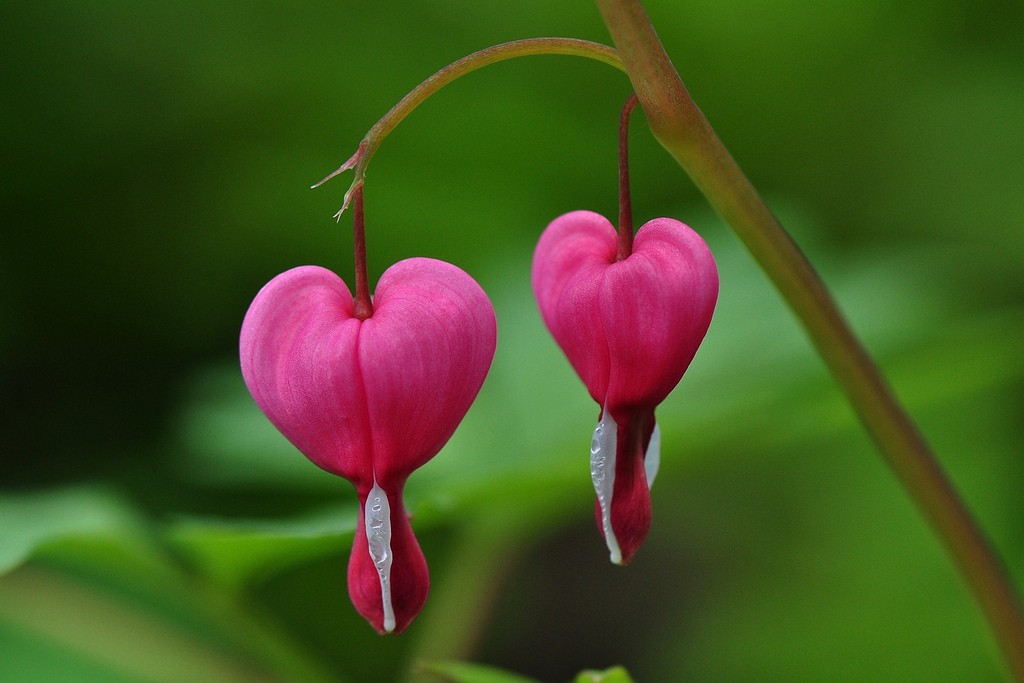 Bleeding Heart (Lamprocapnos spectabilis)