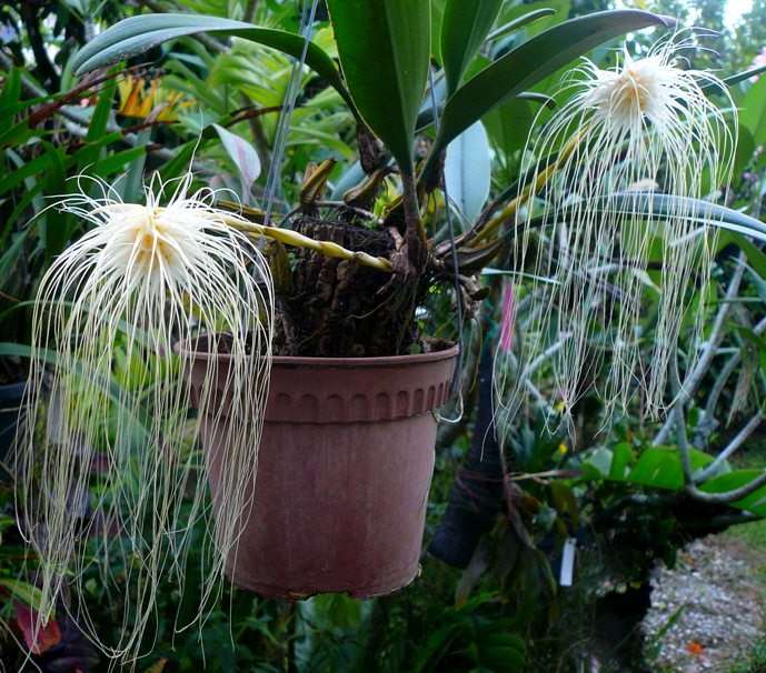 Bulbophyllum medusae