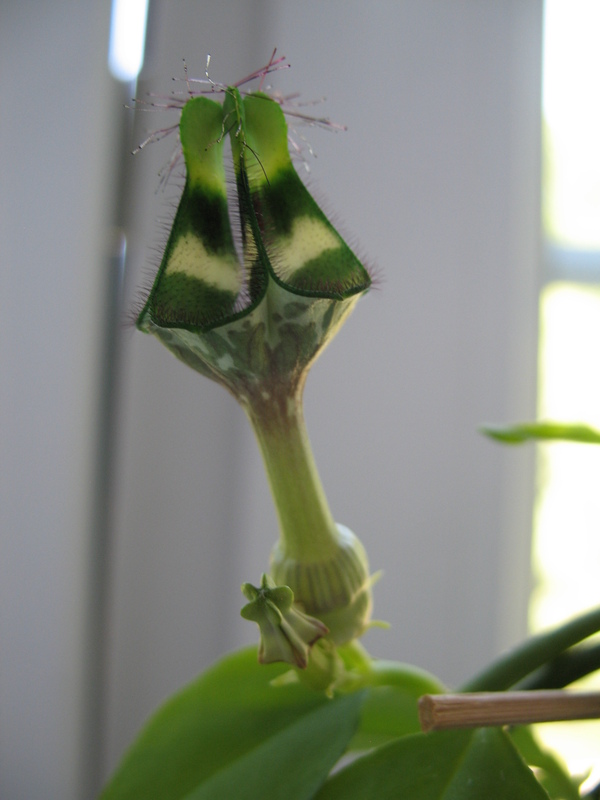 Ceropegia denticulata