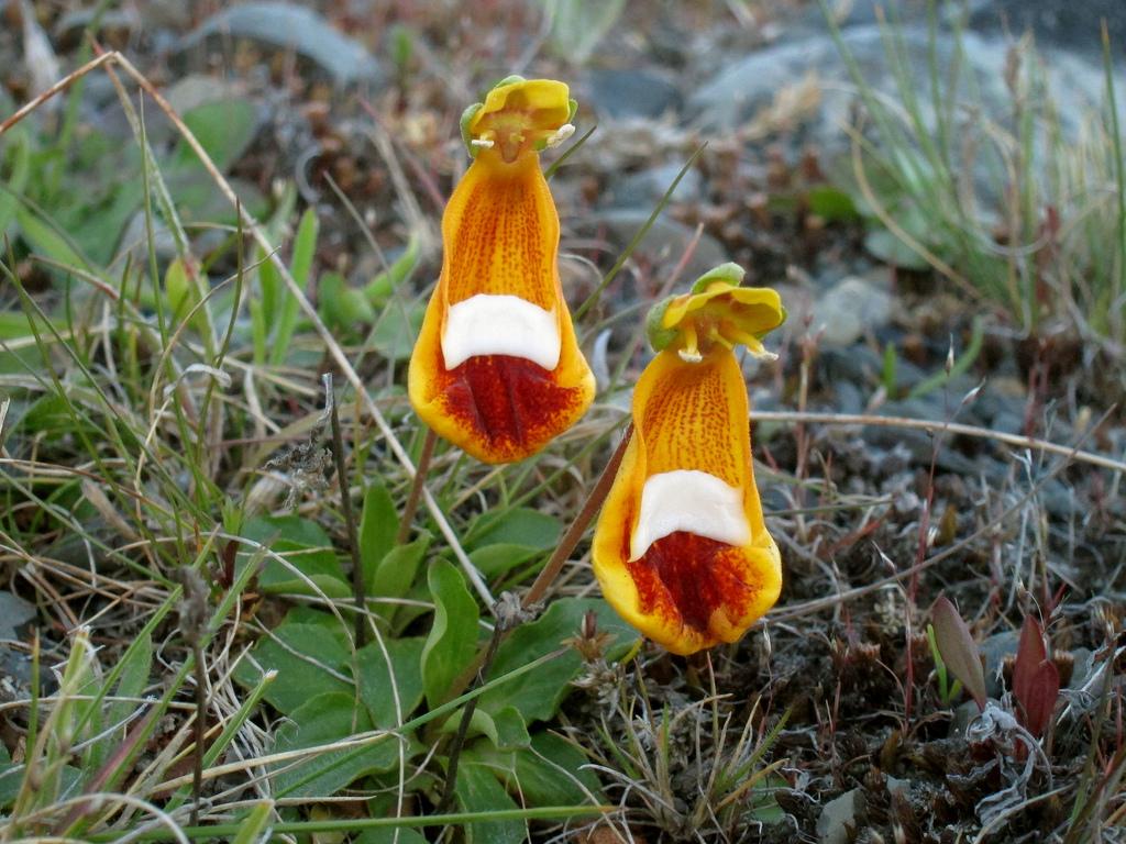 Chamber Maids (Calceolaria uniflora)