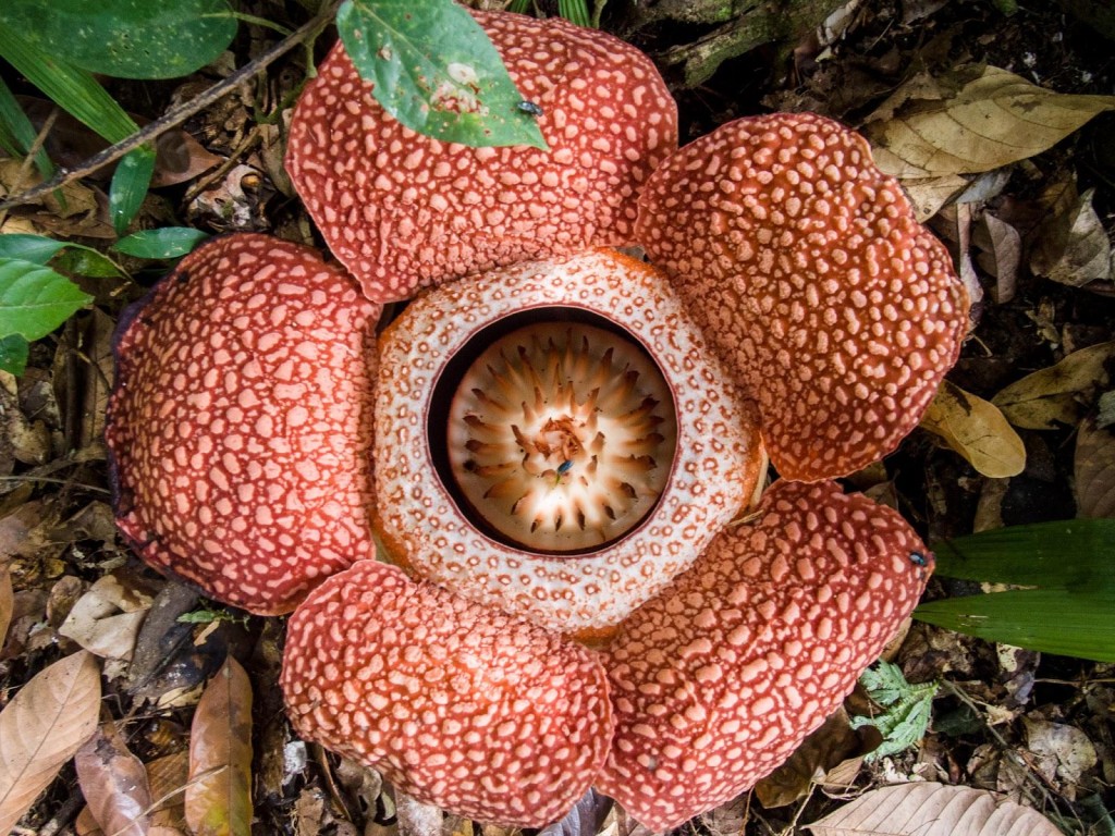 Corpse Flower (Rafflesia keithii)
