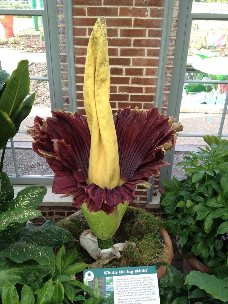 19. Corpse Lily (Amorphophallus titanum)