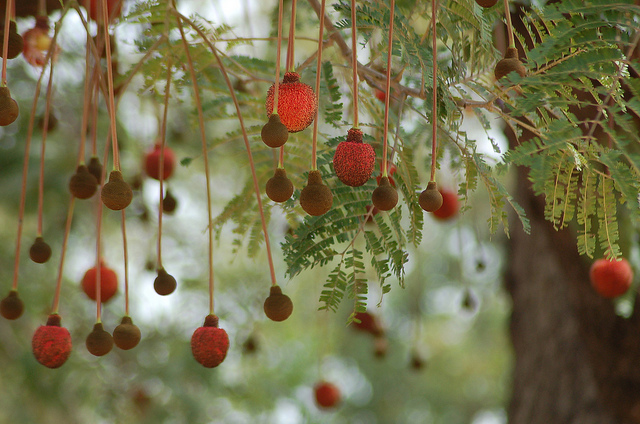 Dawadawa (Parkia biglobosa)