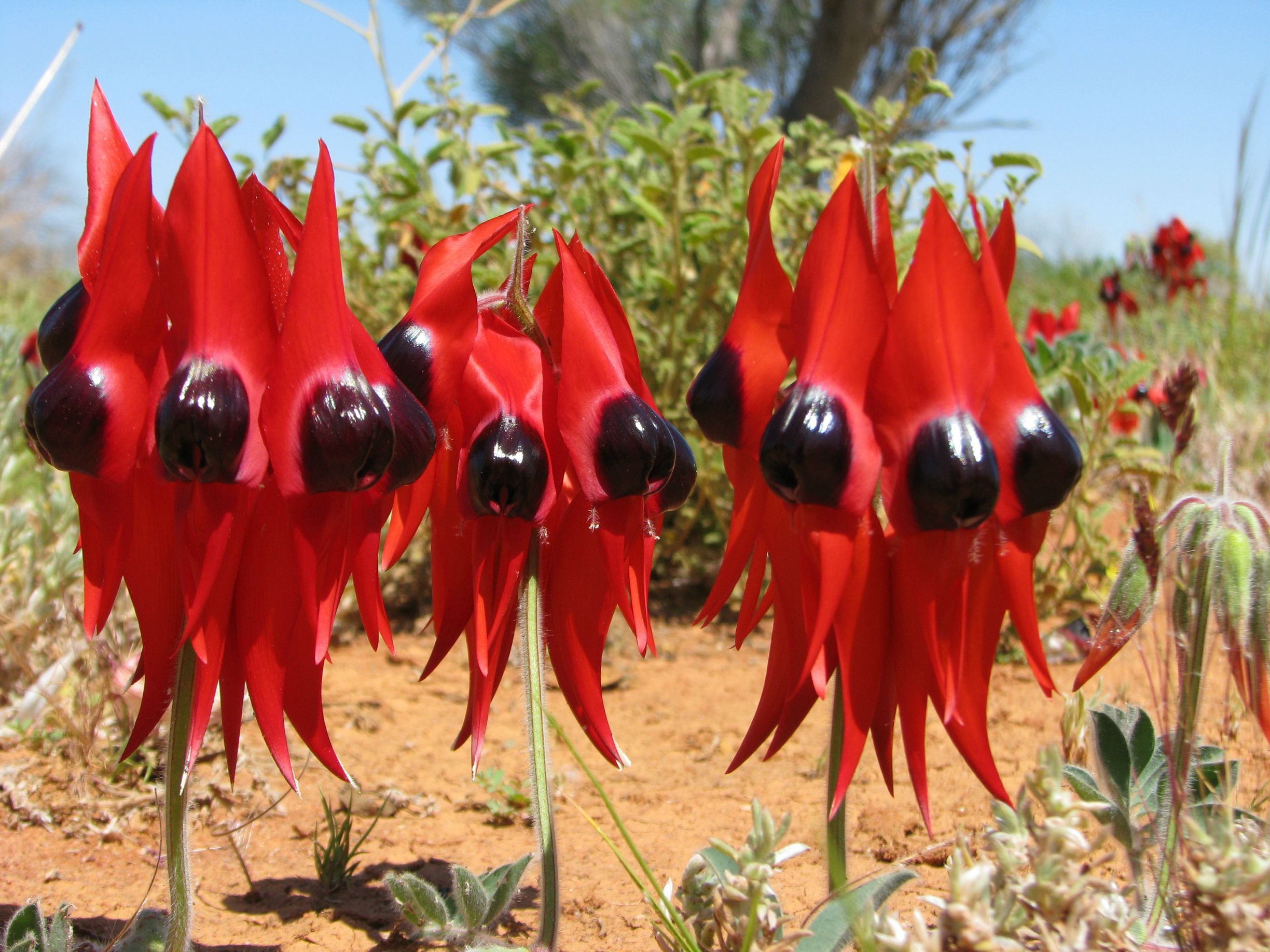 Desert Pea (Swainsona formosa)