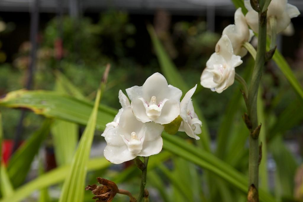 Dove Orchid Or Holy Ghost Orchid (Peristeria elata)