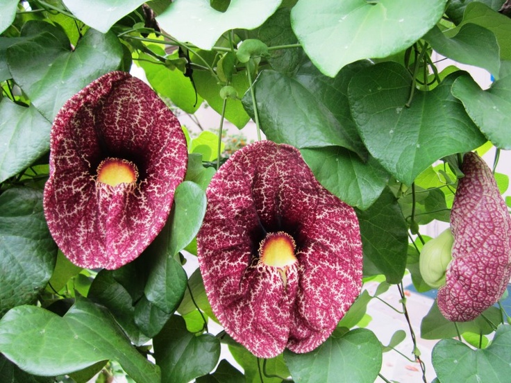 Brazilian Dutchman’s Pipe (Aristolochia gigantea)