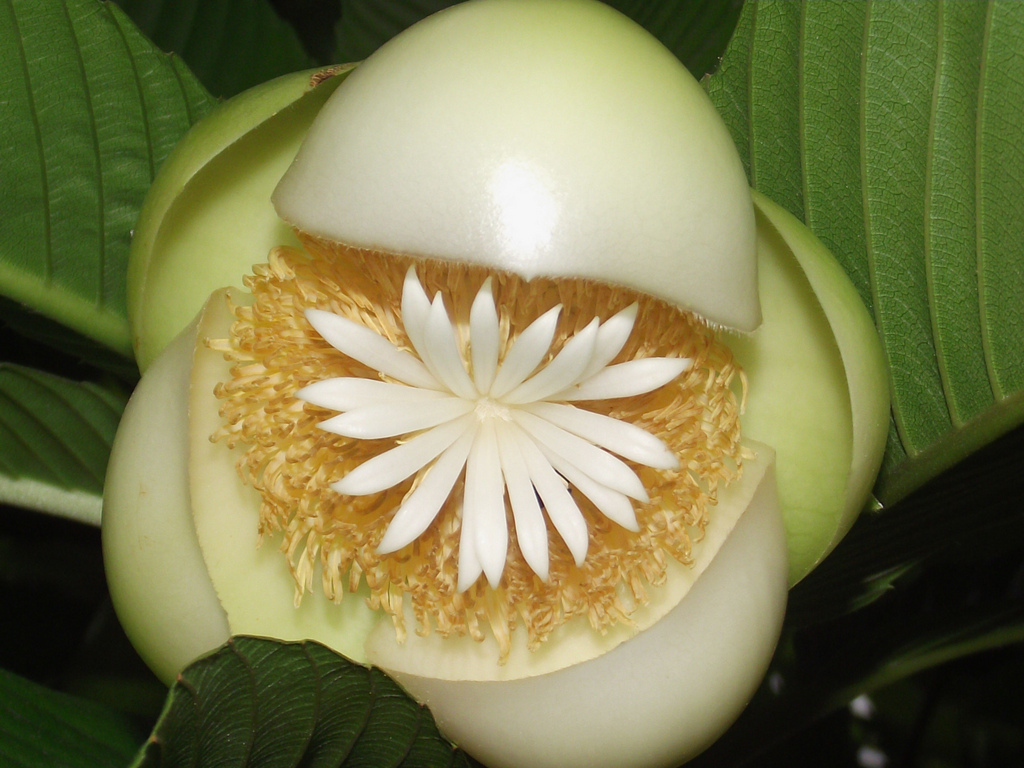 Elephant Apple (Dillenia indica)