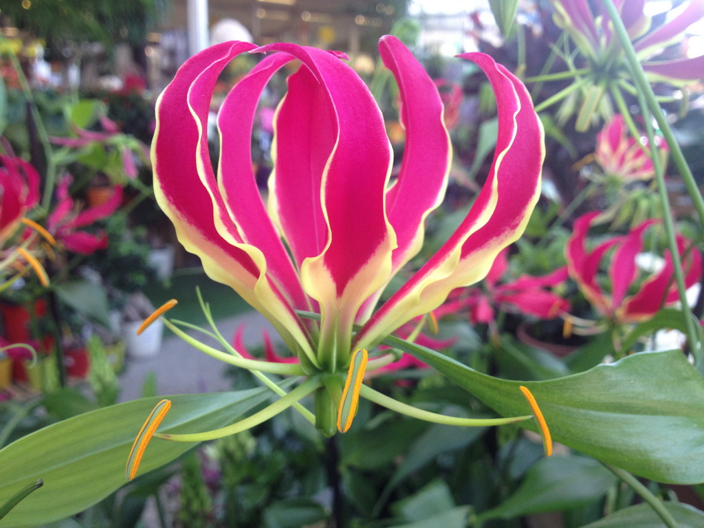 Flame lily (Gloriosa superba)
