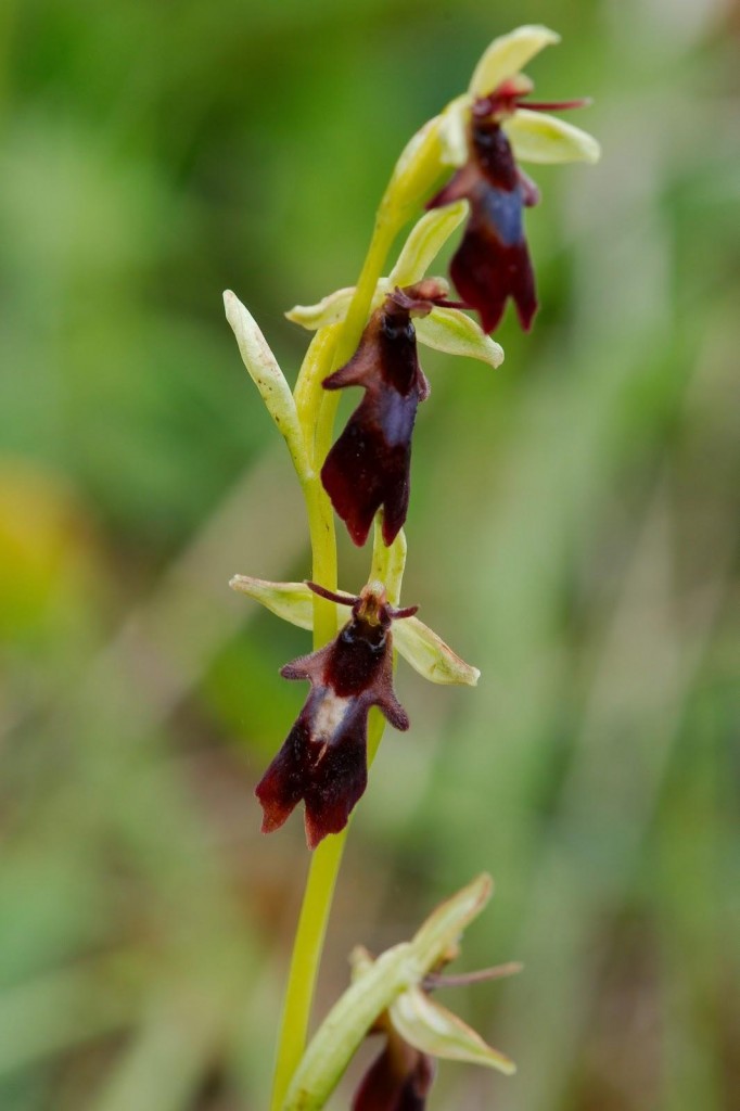 Fly Orchid (Ophrys insectifera)