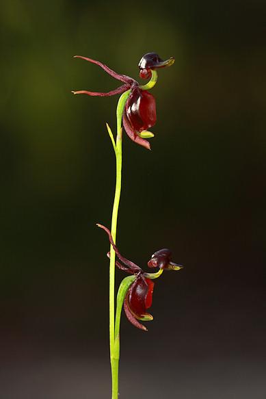  Flying Duck Orchid (Caleana major)