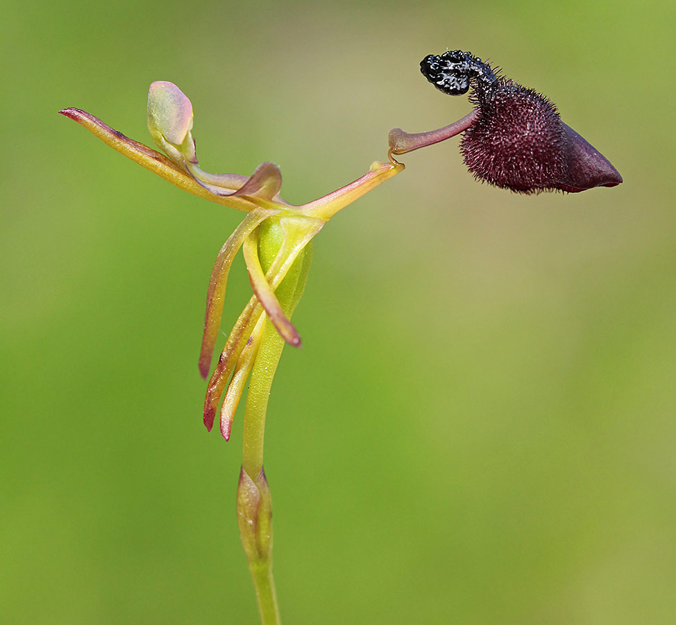Hammer Orchid (Drakaea glyptodon)