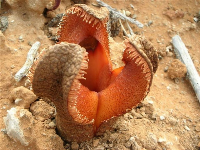 Subterranean Plant (Hydnora africana)
