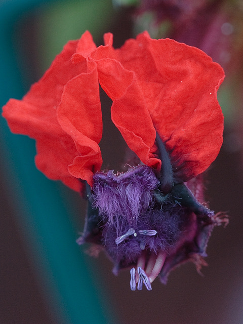 Bat faced Cuphea (Cuphea llavea)