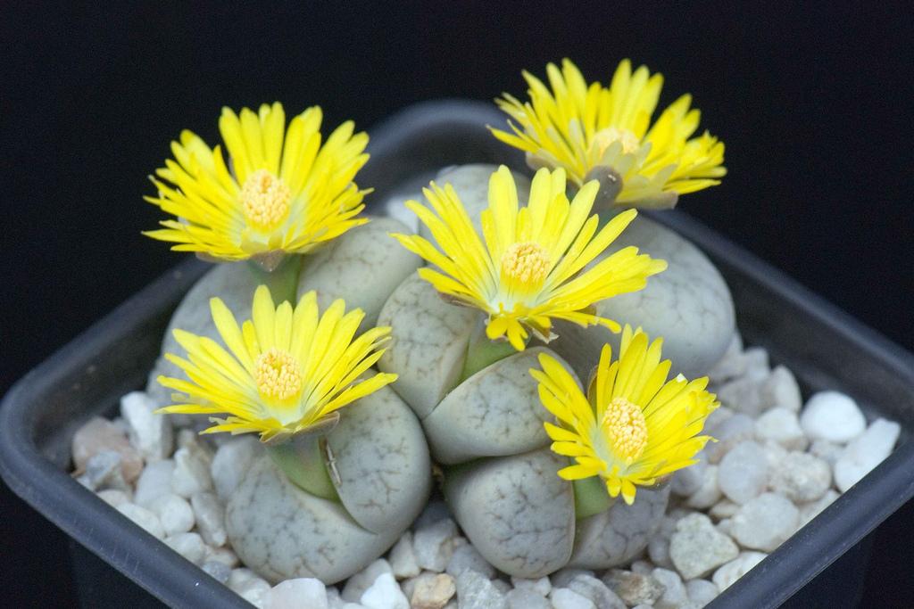 Lithops Weberi (Lithops comptonii)