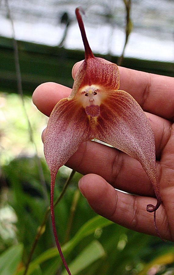 Monkey Face Orchid (Dracula simia)
