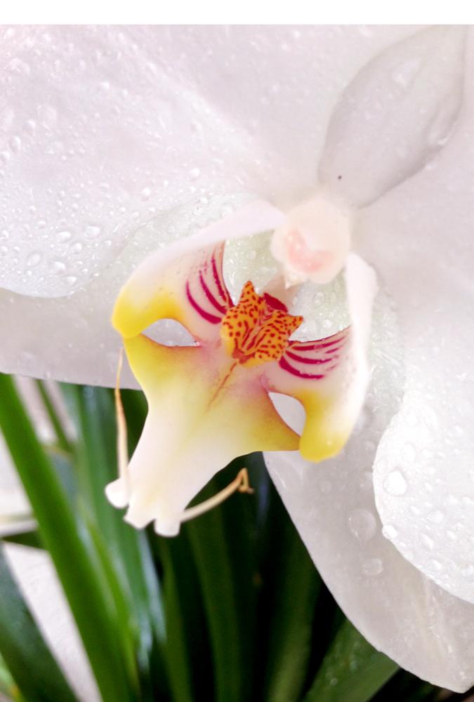 Tiger face in Moon Orchid (Phalaenopsis amabilis)