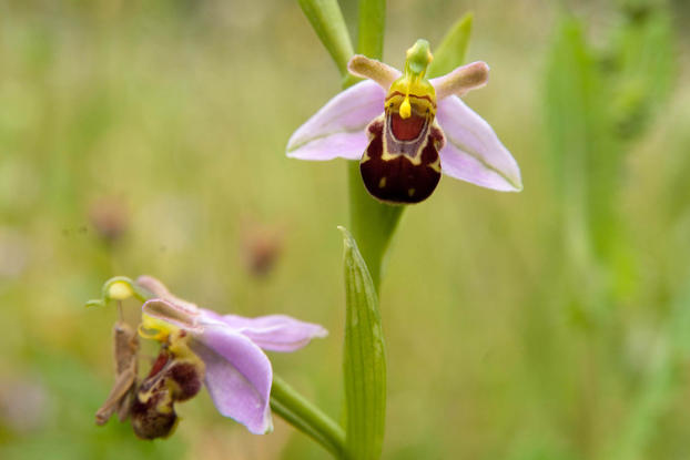 Bee Orchid (Ophrys apifera)