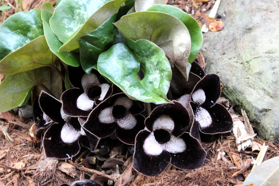 Panda Face (Asarum maximum)