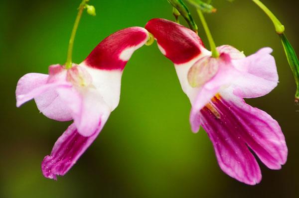 Parrot Flower (Impatiens psittacina)