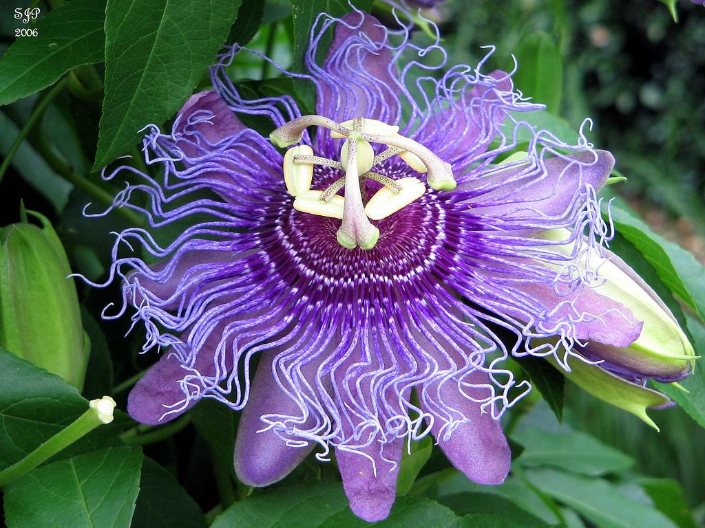 Passion Flower (Passiflora incarnata)