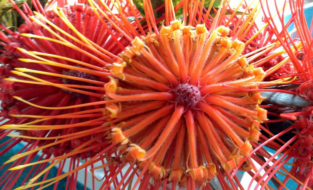 Protea Pinwheel (Leucospermum catherinae)