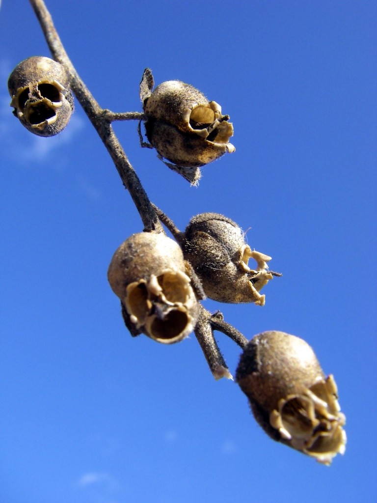 Snap Dragon Seed Pod (Antirrhinum majus)