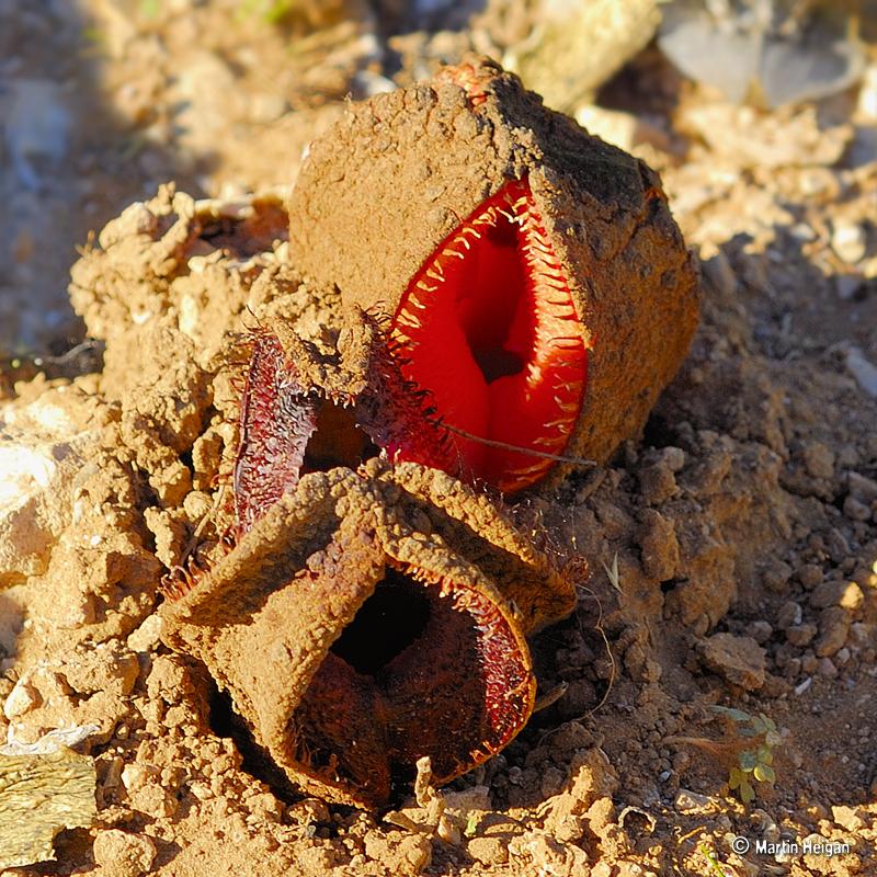 Subterranean Plant (Hydnora africana)