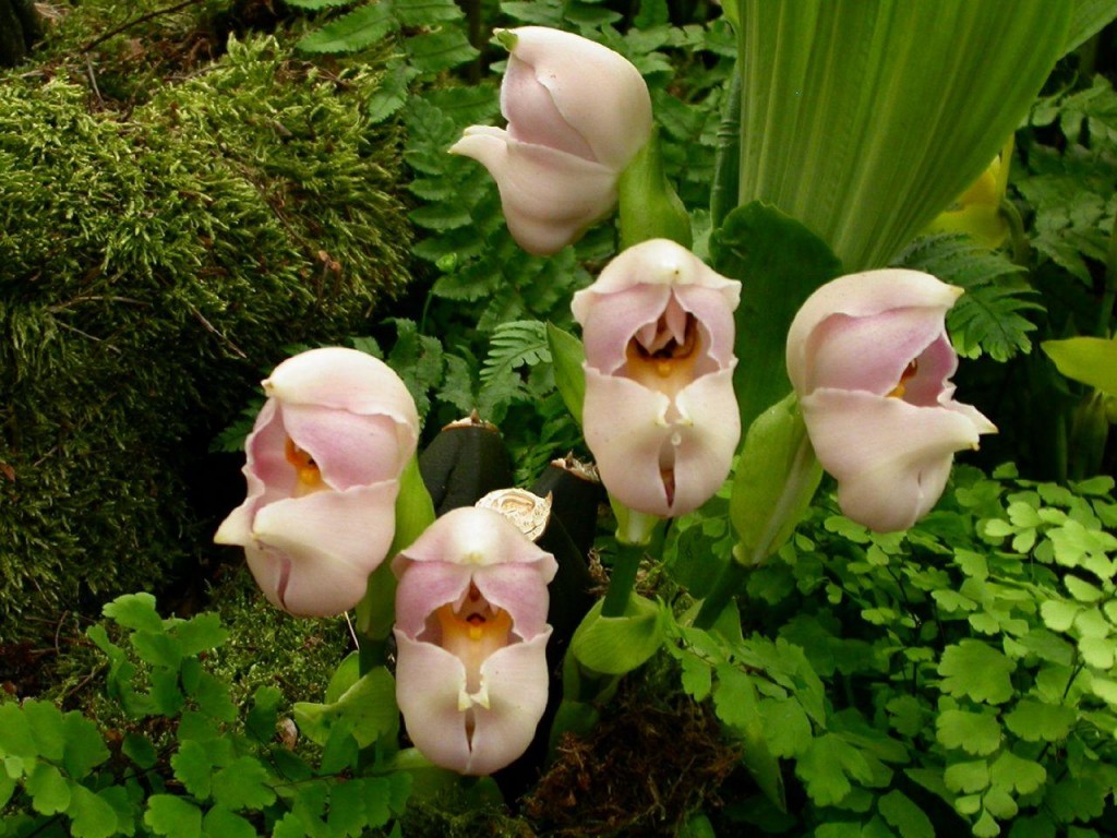 Swaddled Babies (Anguloa uniflora)