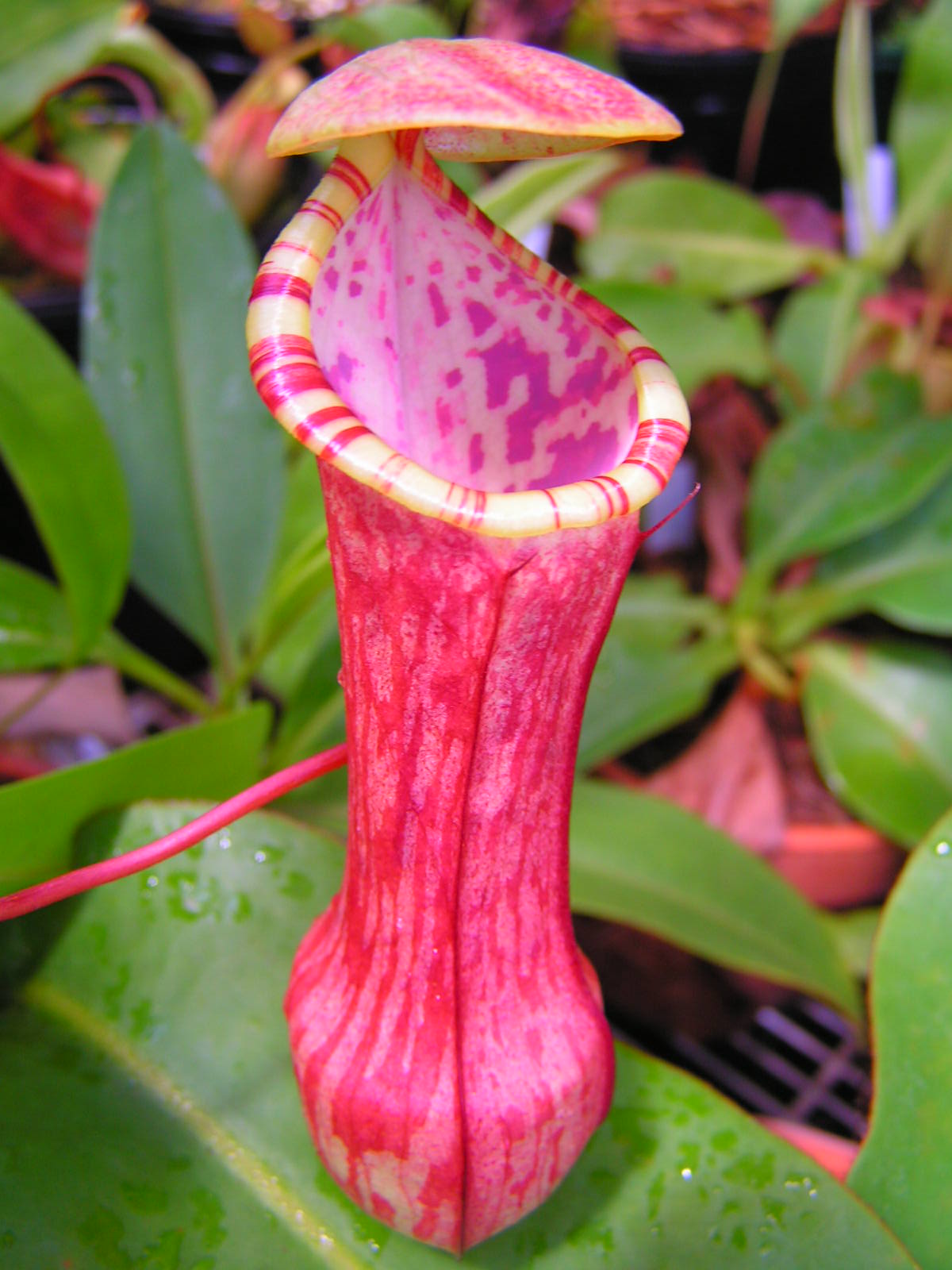 Tropical pitcher plant (Nepenthes)