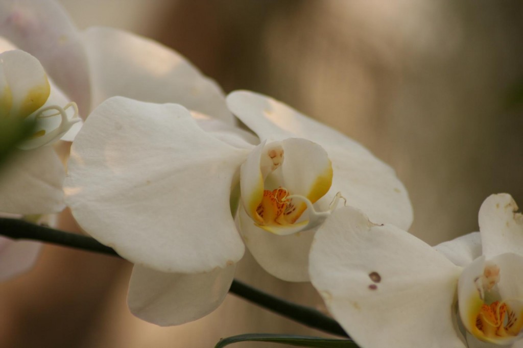 Virgin Mary in Moon Orchid (Phalaenopsis amabilis)