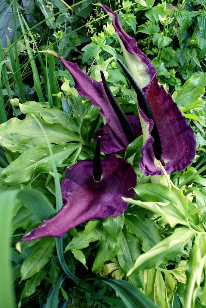 Voodoo Lily (Dracunculus vulgaris)