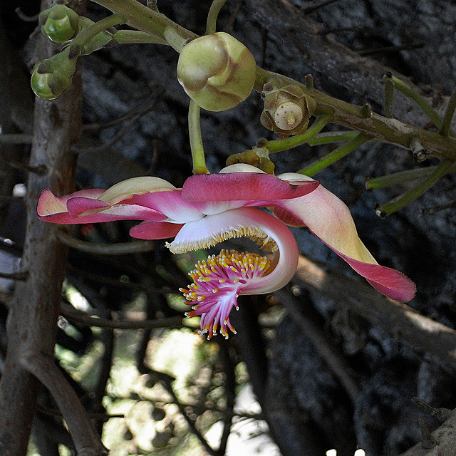 Cannonball tree (Couroupita guianensis)