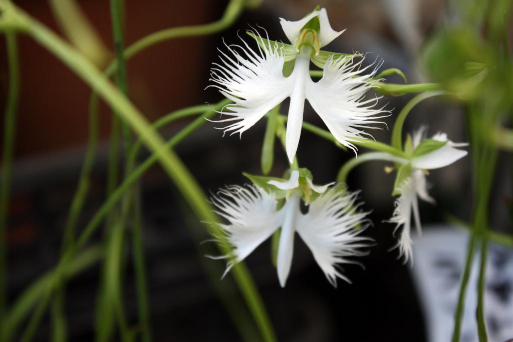 White Egret Orchid (Pecteilis radiata)