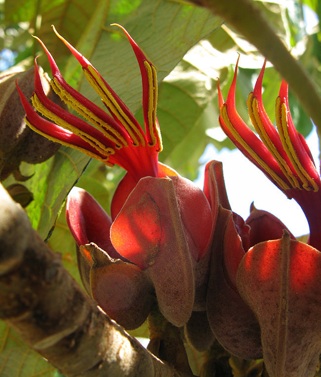 Devils Hand (Chiranthodendron pentadactylon)