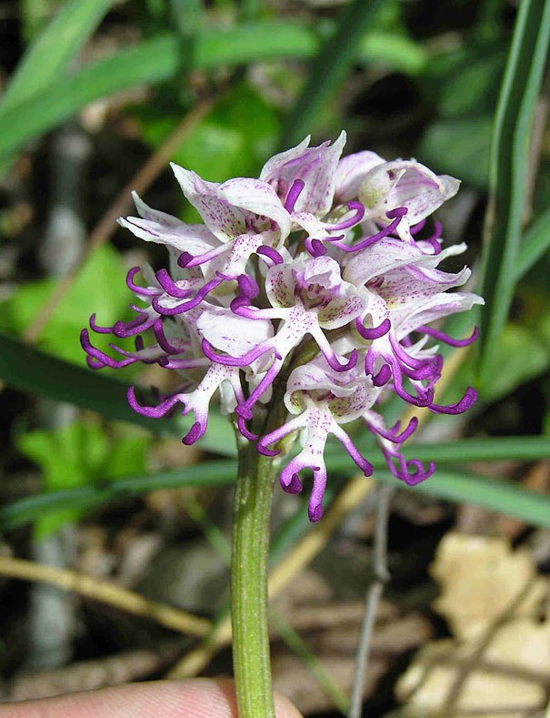 Naked Man Orchid (Orchis italica)