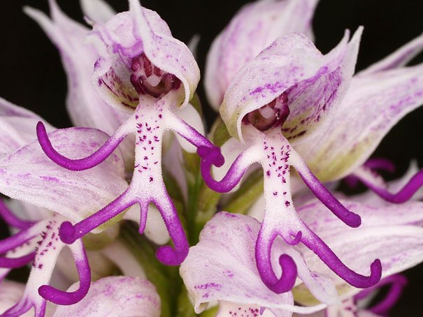 Naked Man Orchid (Orchis italica)