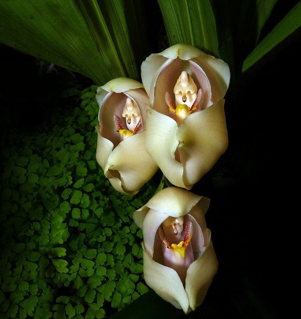 Swaddled Babies (Anguloa uniflora)