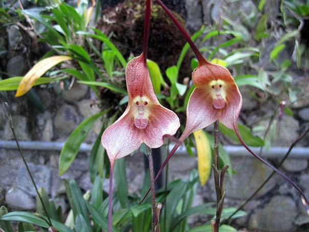 Monkey Face Orchid (Dracula simia)