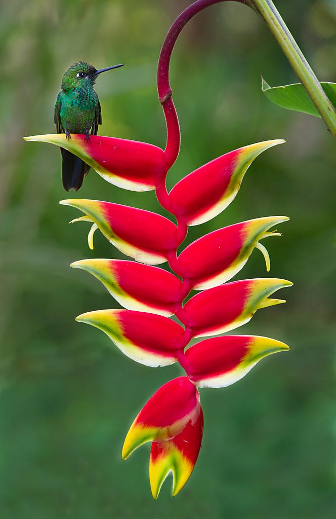 Lobster Claw (Heliconia rostrata)