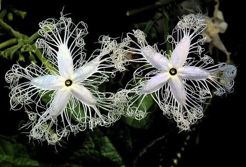 Snake Gourd Flower (Trichosanthes cucumerina)